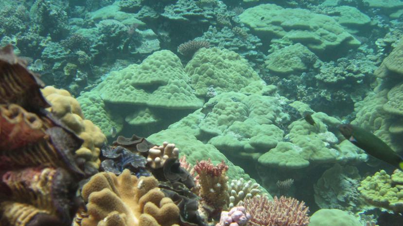 Imagen de corales en el Monumento Nacional Papahanaumokuakea, en Hawai. (EFE)