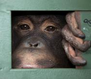 En esta fotografía del 20 de diciembre de 2019, Cola, una orangután de 10 años, espera en una jaula para ser enviada de regreso a Indonesia en Bangkok, Tailandia. (AP Foto/Sakchai Lalit, Archivo)