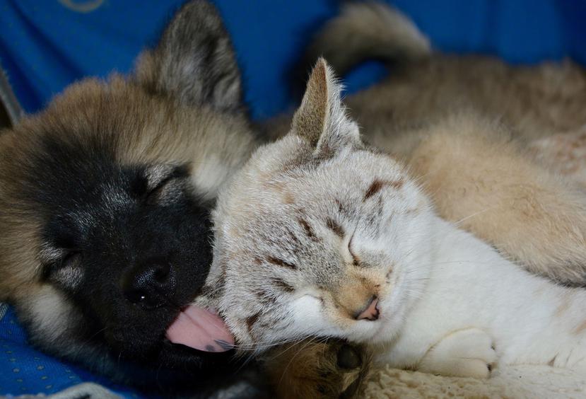 Los perros necesitan dormir entre 10 y 14 horas y los gatos, entre 12 y 16 horas al día.  (Pixabay)