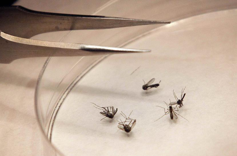 El virus se puede transmitir a los humanos a través de los mosquitos. (GFR Media)