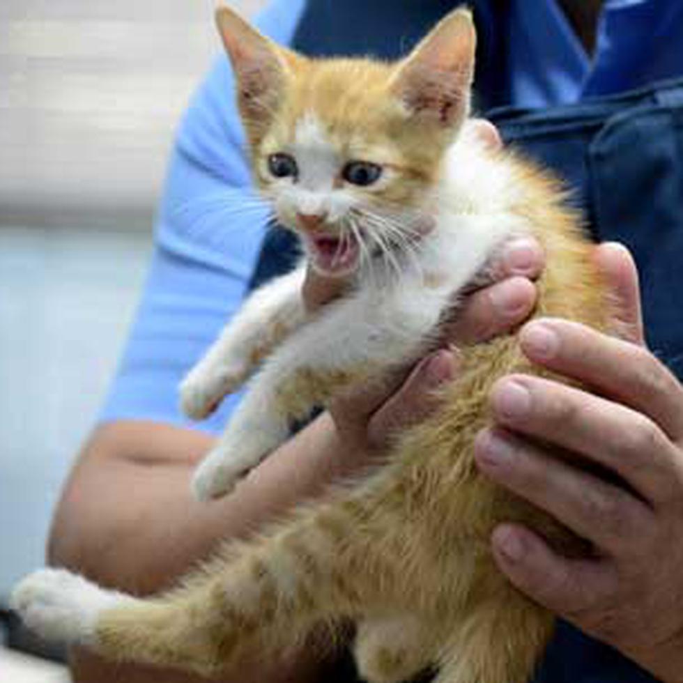 El caso más reciente de maltrato de animales se produjo cuando un policía pateó a un gatito que merodeaba las instalaciones de la Comandancia de Bayamón. (Carlos.giusti@gfrmedia.com)