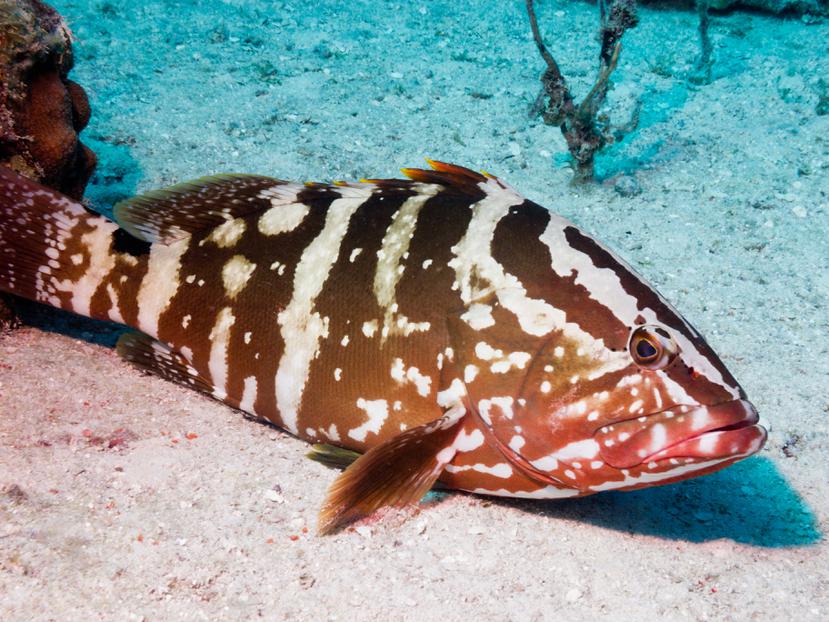 El mero cherna, también llamado Nassau grouper, puede alcanzar un tamaño de cuatro pies y pesar unas 50 libras.