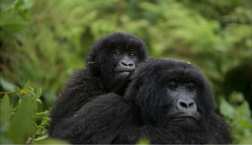 Hace diez años se estimaba que quedaban 680 gorilas de montaña, que se habrían incrementado a más de 1,000 en la actualidad (Unión Internacional para la Conservación de la Naturaleza)