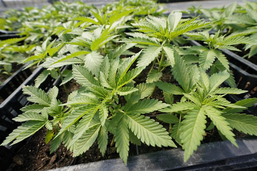 Los Miembros de la Industria del Cannabis Medicinal (MICaM) entienden que la industria se podría afectar si siguen surgiendo licencias sin que medie un estudio sobre el mercado.