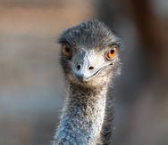 Así luce un emú.