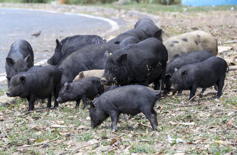 Los cerdos vietnamitas han invadido comunidades en múltiples municipios de Puerto Rico.