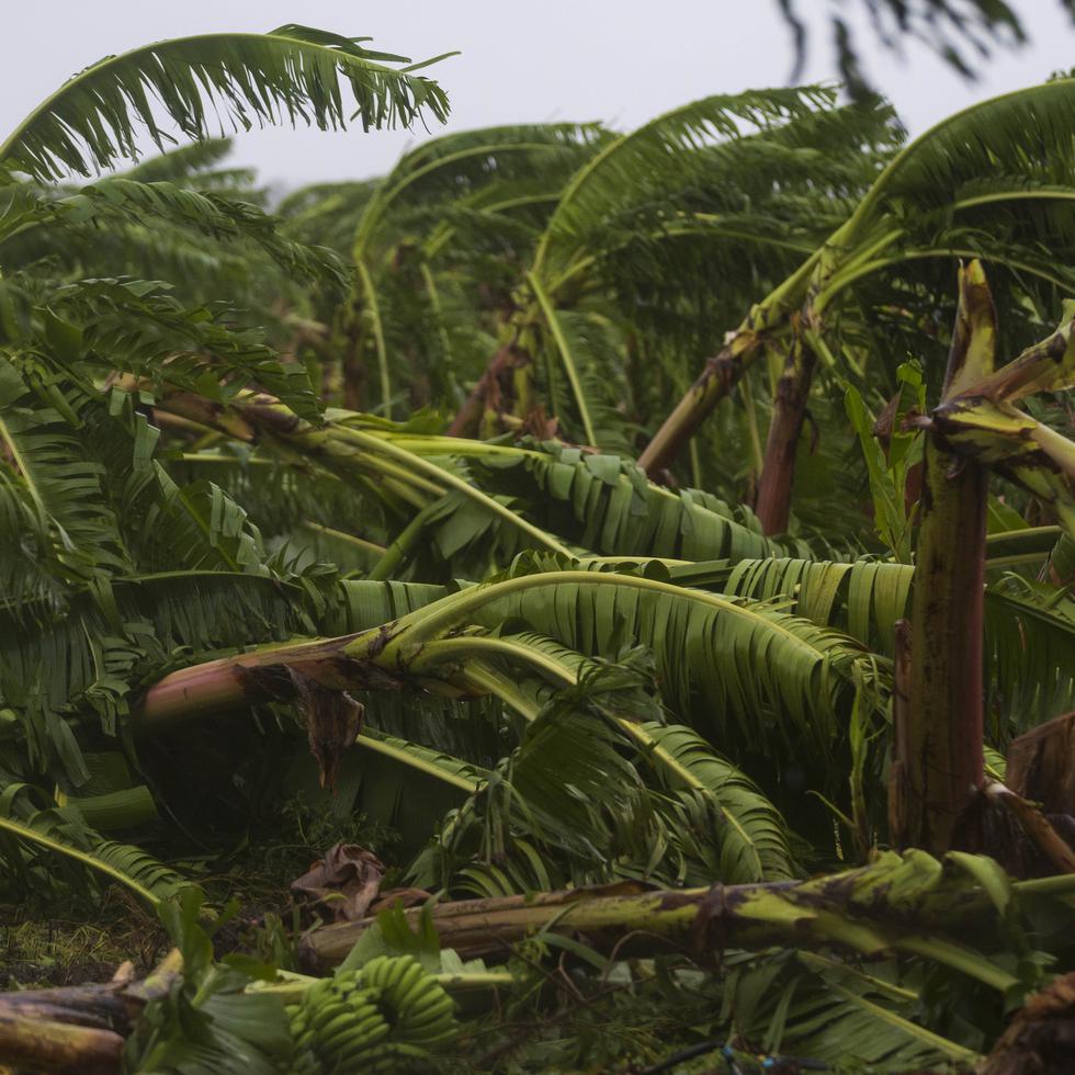 El huracán Fiona arruinó el 80% de las plantaciones de plátanos, según el secretario de Agricultura, Ramón González Beiró.  
FOTO POR:  tonito.zayas@gfrmedia.com
Ramon " Tonito " Zayas / GFR Media