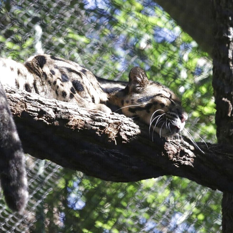 En esta fotografía sin fecha proporcionada por el zoológico de Dallas se muestra a la leoparda nublada llamada Nova descansando en una rama en el zoológico de Dallas. (Dallas Zoo vía AP)