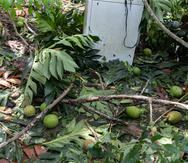Entre las pérdidas de cosechas había panas, plátanos, guineos, café y árboles frutales.