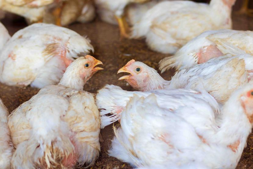 Grupos ecologistas denuncian que entre 4,000 y 6,000 millones de pollos macho son sacrificados en el mundo. (Shutterstock)