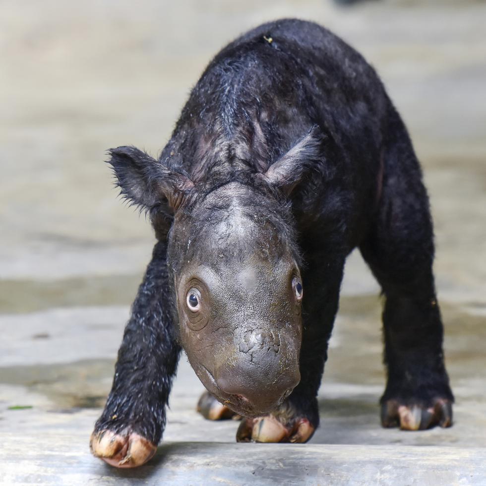 El cachorro de rinoceronte se encuentra en “buen estado” y puede mantenerse “erguida y caminar”, según los guardias del parque natural Way Kambas.