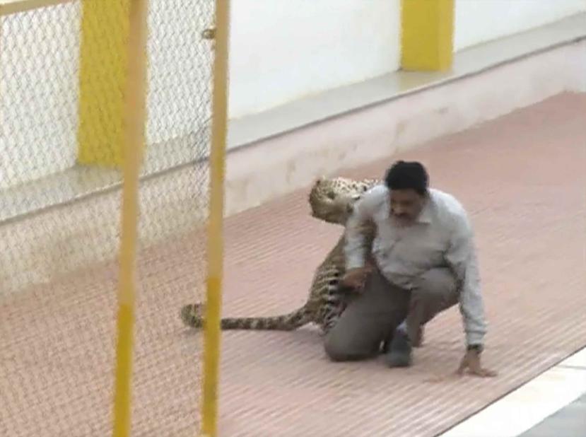 Captura de video cuando el animal hiere a uno de los hombres que intentaba capturarlo. (AP)
