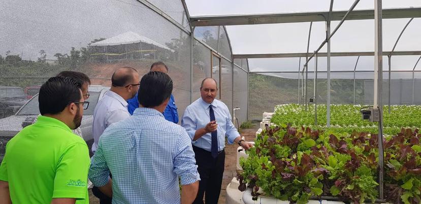 El secretario de Agricultura, Carlos Flores, muestra parte del cultivo hidropónico de la finca Cartinami, de Lares, donde se llevó a cabo el anuncio. (Suministrada)