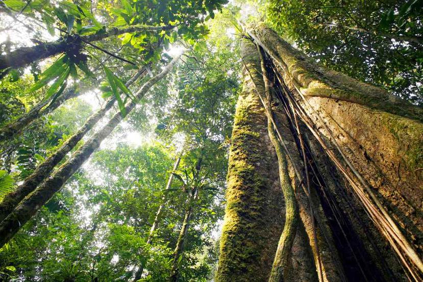El análisis de los árboles mediante las técnicas mencionadas permite por ejemplo apreciar cómo las comunidades humanas crearon huecos en la cubierta forestal. (Shutterstock)