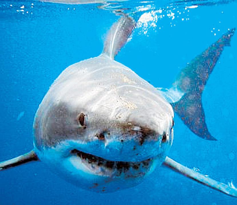 Se desconoce todavía la especie de tiburón que mordió a la menor. (AP)
