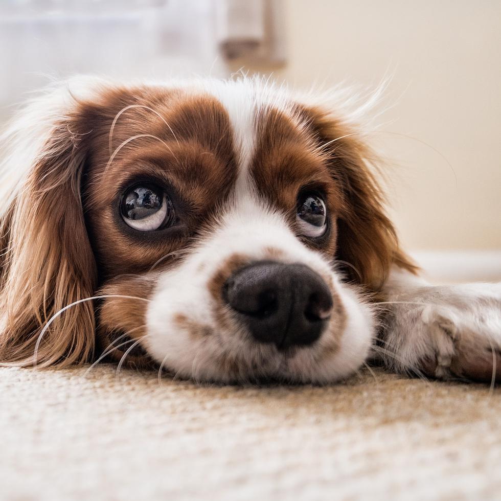 Según un estudio del Departamento de Ciencias Animales de la Universidad de Hawai, el 30% de los dueños sienten dolor por aproximadamente seis meses después de haber perdido a su mascota.