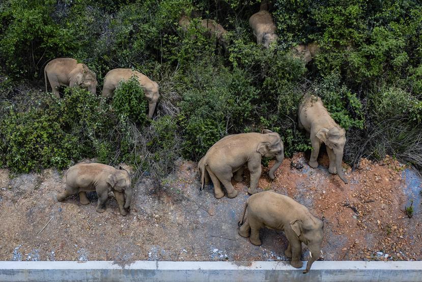 Una manada de elefantes asiáticos salvajes se encuentra en el condado de E'shan en la provincia de Yunnan, suroeste de China.