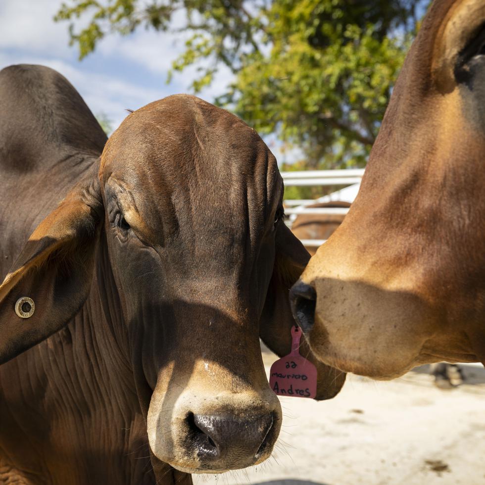 Unos 150 toros de raza Bovina Brahman llegaron a la Vaqueria Hermanos Ruiz, en Aguadilla, donde fueron repartidos a sus compradores.