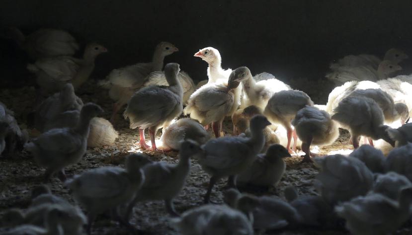 El virus fue detectado en granjas comerciales de pavos en el sur de Indiana, en una parvada de pollos para engorda comercial en Kentucky y en una bandada de diversas especies de aves de traspatio en el norte de Virginia.