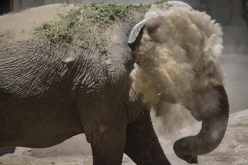 La elefanta asiática Mara se desempolva dentro del antiguo zoológico de la ciudad de Buenos Aires, ahora conocido como Ecoparque, en Buenos Aires, Argentina.  (AP)