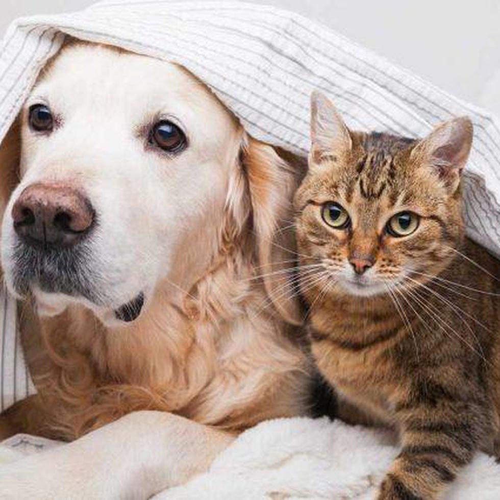 Independientemente de que se trate de un perro o un gato, la mascota requiere dedicación, afecto, compañía, esfuerzo, disciplina y educación.