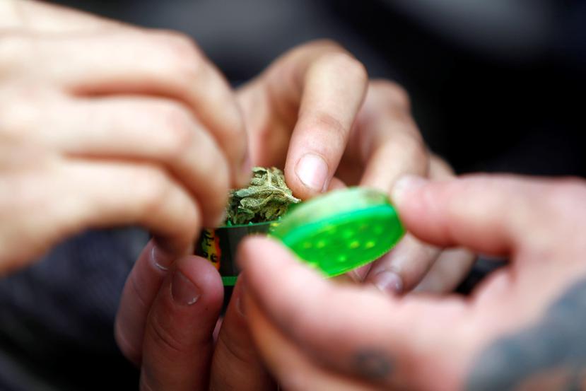 Uruguay es la primera nación del planeta en regular la producción, distribución y comercialización de la marihuana a nivel local. (EFE)