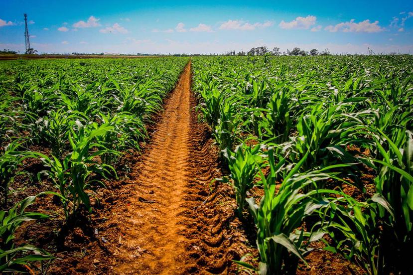 Vista de la finca de la empresa de biotecnología agrícola DuPont Pioneer en Salinas, que actualmente se encuentran en su llamado “growing season”. (Suministradas)