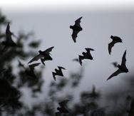 Las investigadoras señalaron que los murciélagos tienden a tener habilidades auditivas que coinciden con sus estrategias de caza. (EFE)