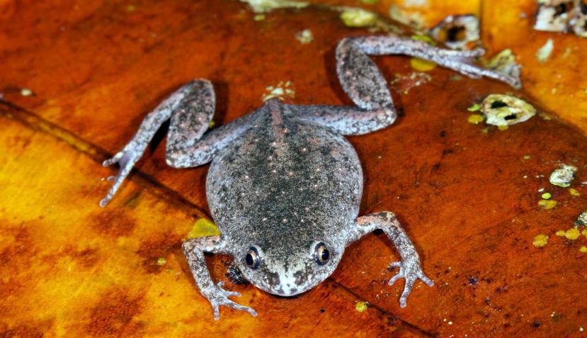 Diversas ranas halladas en Ecuador sorprendieron a científicos y público en general (Shutterstock).
