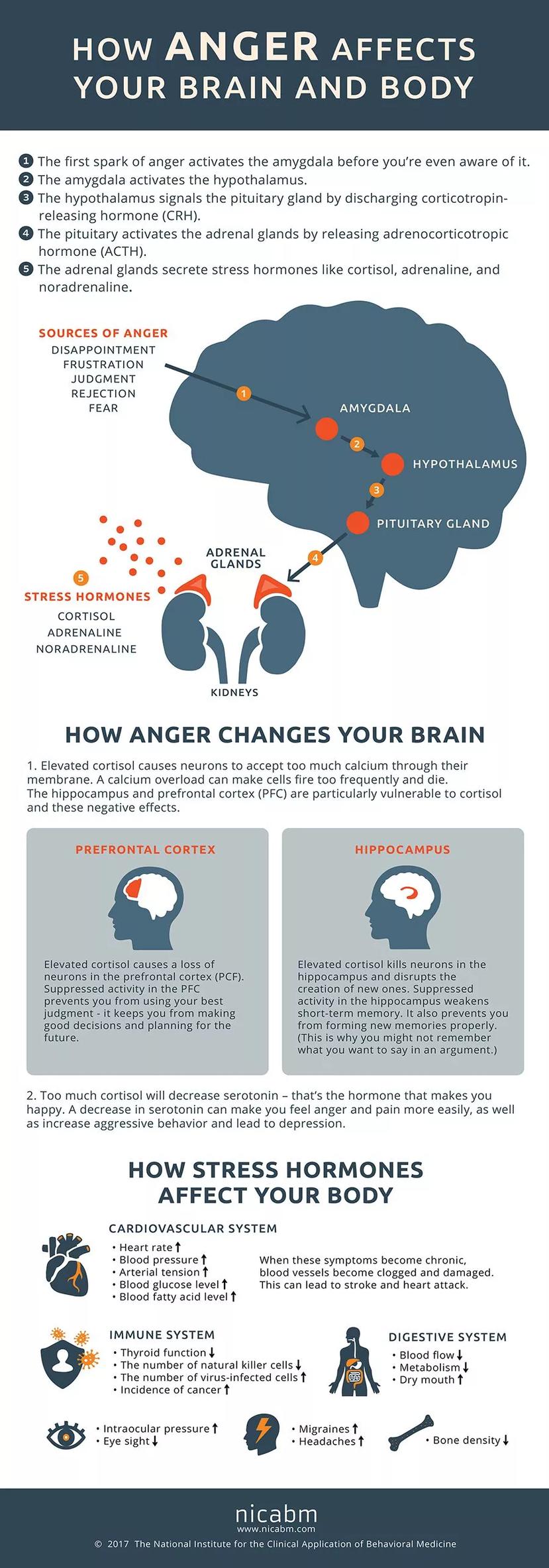 Infogrática de los efectos del enojo en el cerebro