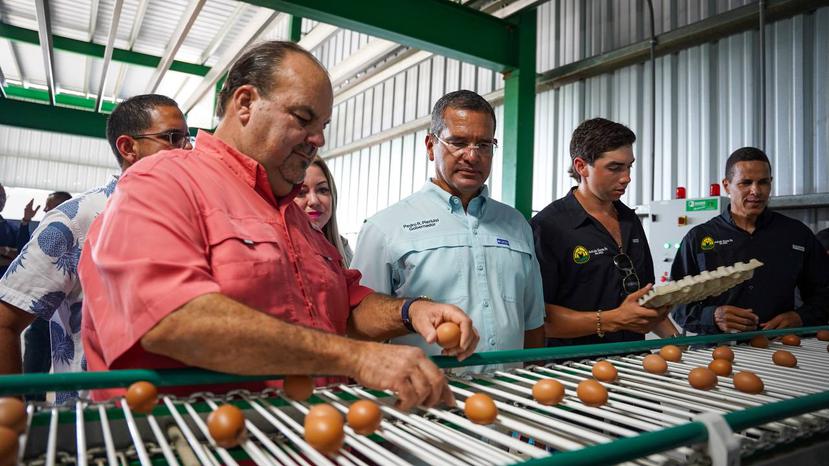 Según Agricultura, la producción local de huevos es alrededor de un 20% y la meta es llegar a producir el 50% del consumo local.