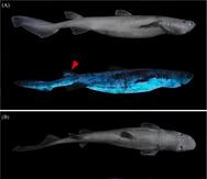 La investigación confirma por primera vez que este tiburón carocho es capaz de producir una luz visible a través de reacciones bioquímicas.