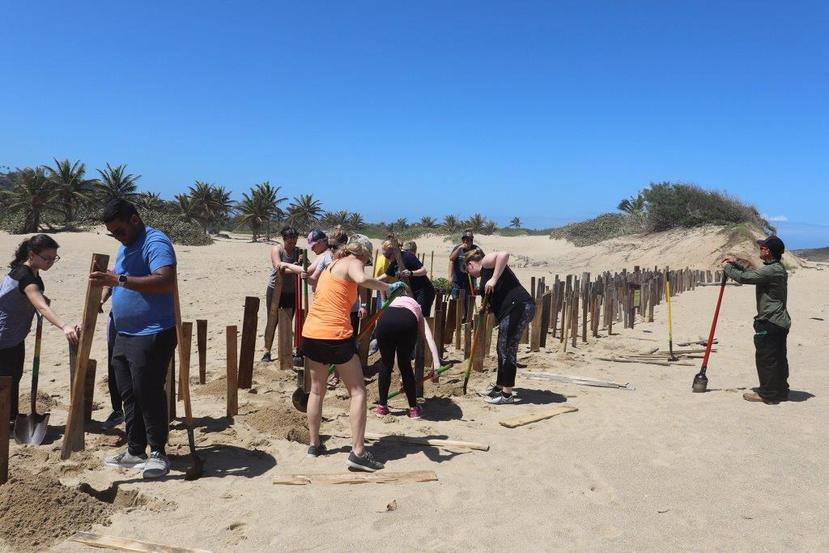La UPR en Aguadilla lidera una iniciativa de restauración de dunas en las costa norte de Puerto Rico. El proyecto es subvencionado con fondos federales y lo dirige el doctor Robert J. Mayer. (Suministrada)