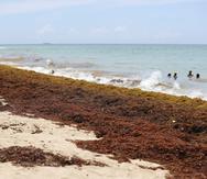Archive image of the sargassum event registered on the year 2021 in Puerto Rico. Photo taken in Ocean Park. (Vanessa Serra Díaz)