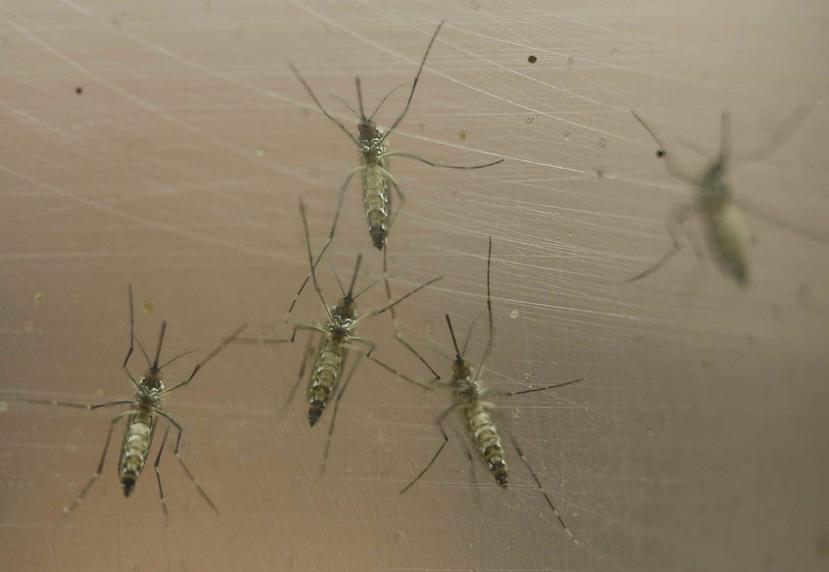EL virus es transmitido por la picadura de un mosquito. (AP)