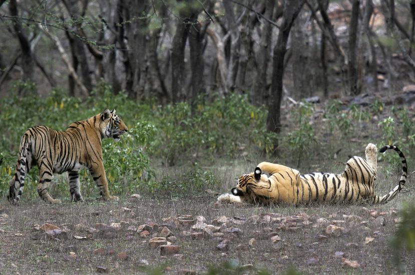 Dos tigres en el Parque Nacional Ranthambore en Sawai Madhopur, India, el 12 de abril de 2015. India celebraba 50 años de programa de conservación de tigres el 9 de abril de 2023. (AP Foto/Satyajeet Singh Rathore, Archivo)