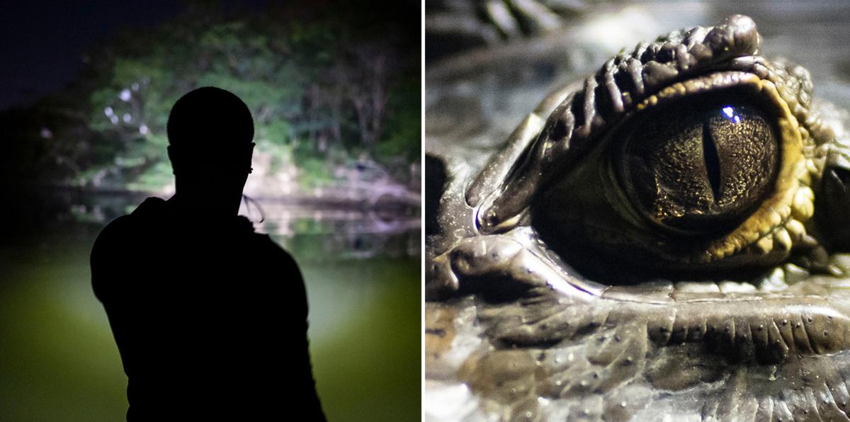 Por primera vez en vídeo: así cazan caimanes cuando cae la noche en Puerto Rico
