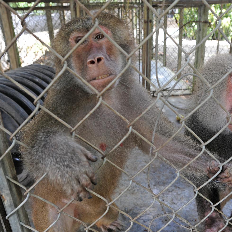 Los animales incautados, como los monos patas y rhesus, son llevados al Centro de Confinamiento del DRNA en Arecibo.