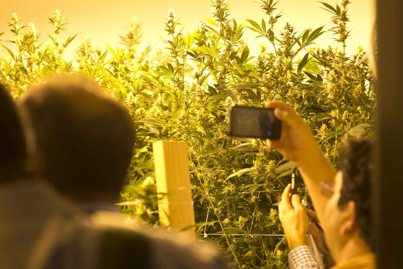 Boricuas de visita en el estado de Colorado captan con sus teléfonos móviles un sembradío de marihuana.