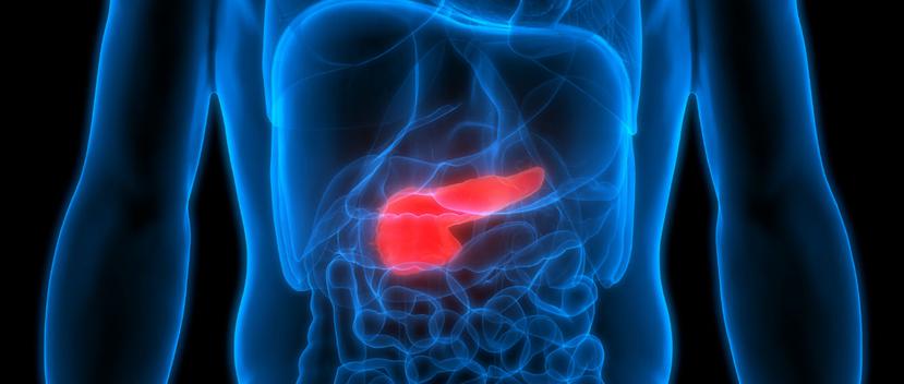 Anatómicamente, el páncreas se ubica detrás del estómago y casi pegado a la columna vertebral. Debido a esto, los síntomas son muy vagos y suelen confundirse. (Shutterstock)