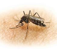 Los mosquitos serán liberados a lo largo de un período de nueve meses en un área conocida por ser un sitio de reproducción de la especie de mosquito Aedes aegypti. (Archivo)