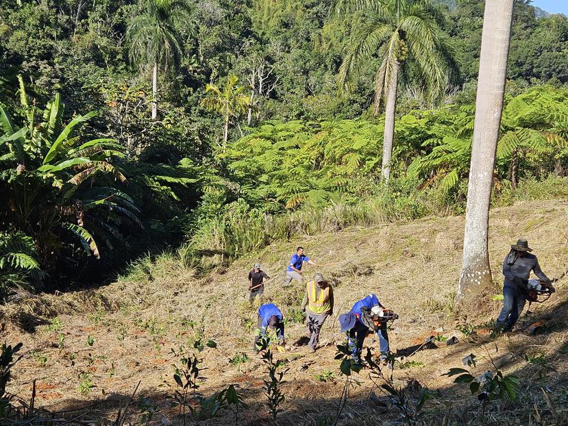 El esfuerzo contempló la siembra de aproximadamente 22 especies de árboles y arbustos, que incluyen el yagrumo hembra (“Cecropia schreberiana”), la palma real (“Roystonea borinquena”) y el roble nativo (“Tabebuia heterophylla”).