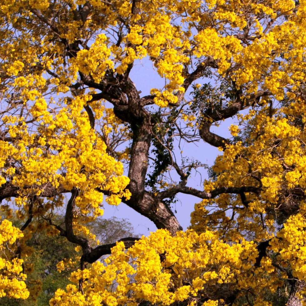 Imagen de archivo de un árbol florecido de lapacho amarillo.