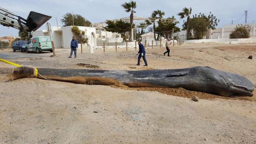 El cadáver del cachalote fue encontrado cerca del faro de Cabo de Palos en la costa de Murcia, España, el pasado 27 de febrero. (Gobierno de Murcia)