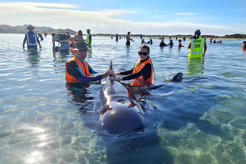 En esta fotografía proporcionada por Project Jonah, unos rescatistas trabajan el lunes 22 de febrero de 2021 para salvar a una ballena piloto que quedó varada en Farewell Spit, en Nueva Zelanda.