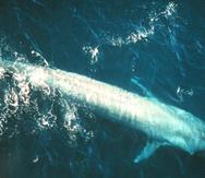 La ballena azul, que estuvo a punto de extinguirse a causa de la caza, es el animal más grande en poblar el planeta. (NMFS Northeast Fisheries Science Center)