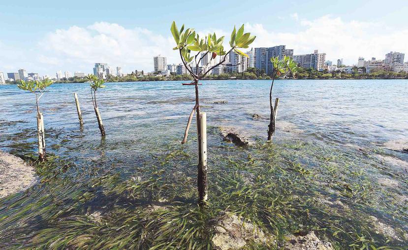 Los arrecifes de coral, humedales, campos de algas, manglares y dunas de arena son el mejor "dique" de protección de la costa frente a las inundaciones y erosión que provoca el cambio climático, en lugar de gastar miles de millones de dólares en barreras.