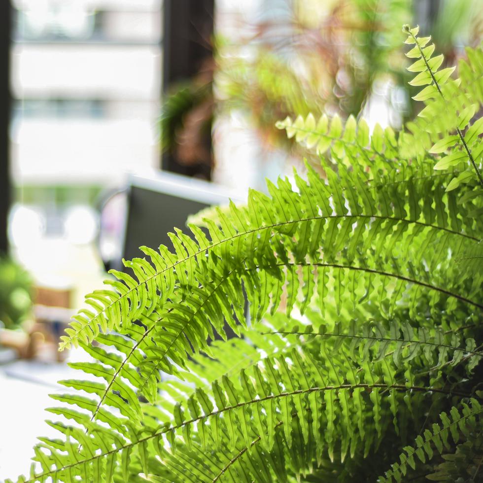Las plantas de interior pueden reducir la temperatura del aire y crear un ambiente estético agradable que mejora nuestra salud