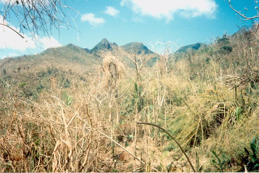 El huracán Hugo tumbó hojas, ramas y árboles completos en El Yunque en septiembre de 1989. (Suministrada / Instituto Internacional de Dasonomía Tropical)