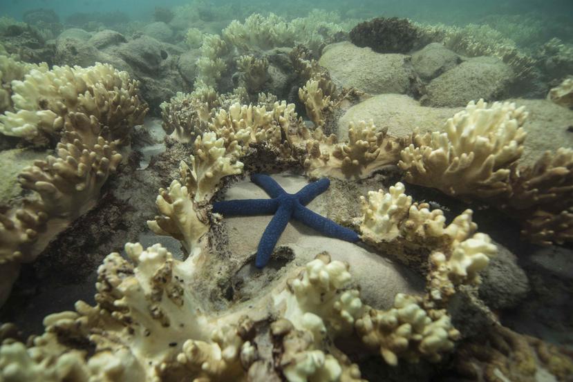Los arrecifes forman parte integral del ecosistema general y son un componente esencial para la existencia humana. (EFE/Xl Catlin Seaview Survey)